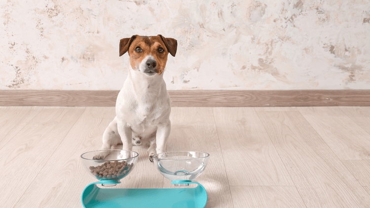 Feeders - Stylish & Functional Bowls for Every Pup & Dog