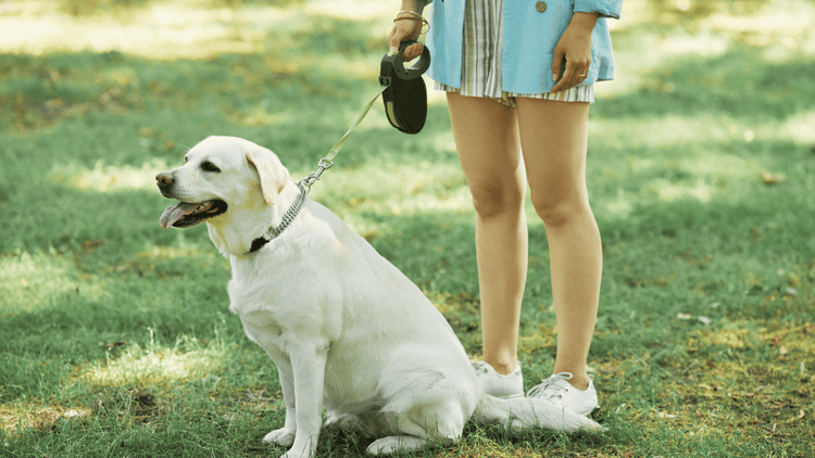 Leashes - Durable, Stylish & Comfortable Dog Leads