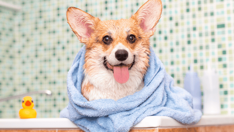 Towels - Quick-Drying & Ultra-Absorbent for Dogs