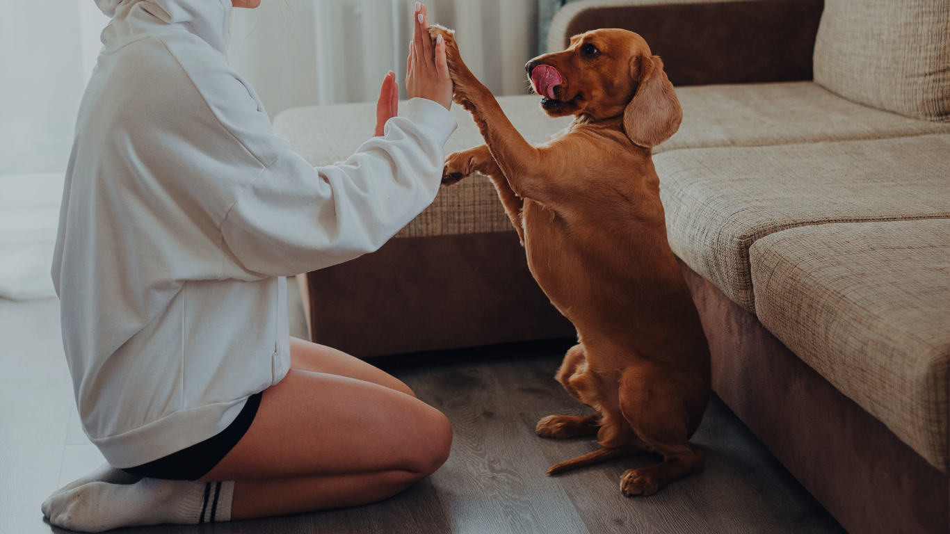 Shop Happy Paws Dog Products Hero Image